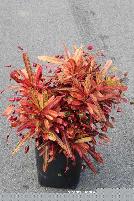 Codiaeum variegatum