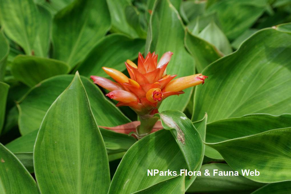 Costus_productus_WeiTeng