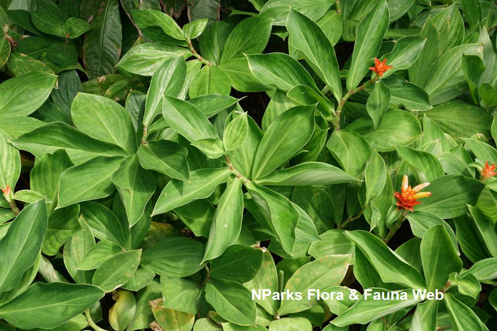 Costus_productus_WeiTeng