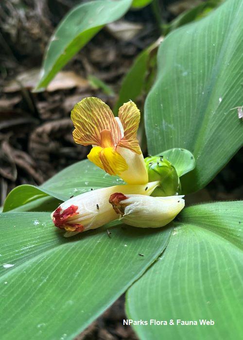 Costus malortieanus Hazri Boey