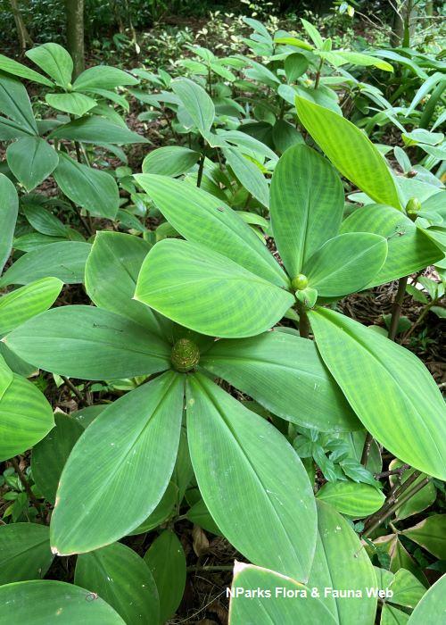 Costus malortieanus Hazri Boey