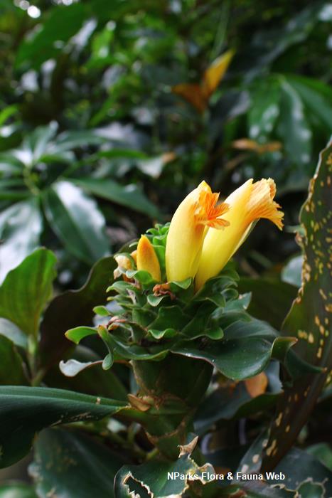 Costus varzearum