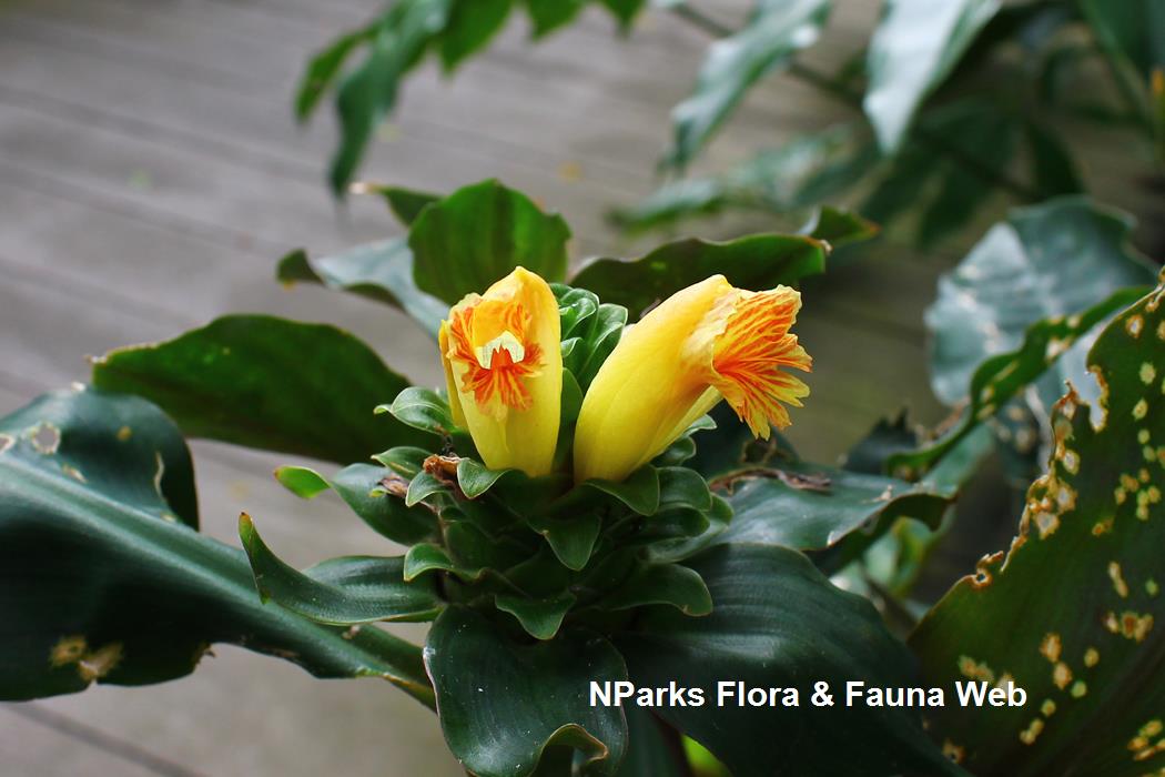 Costus varzearum
