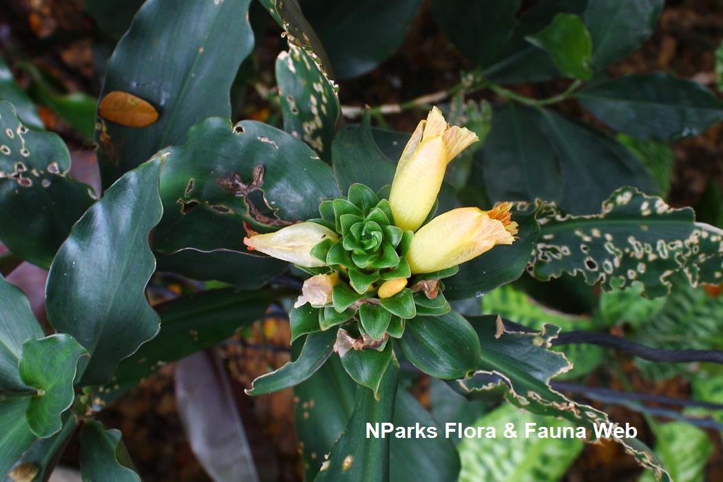 Costus varzearum