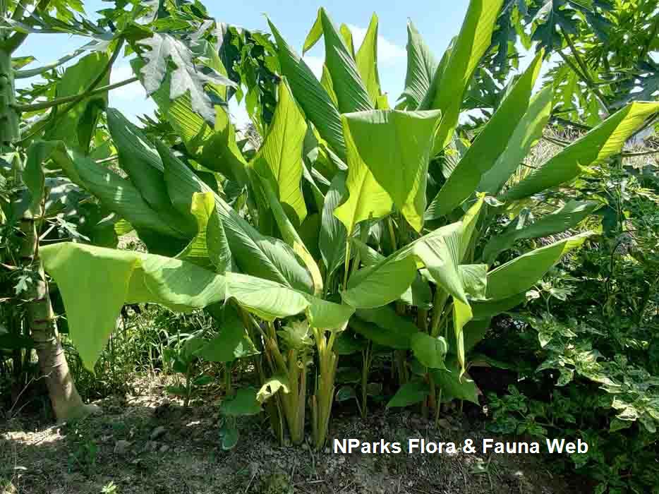 NParks | Curcuma longa