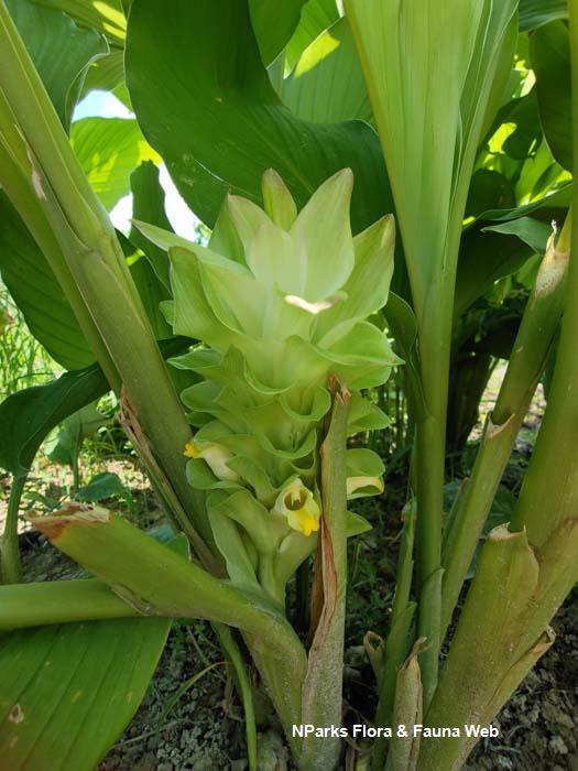 NParks | Curcuma longa