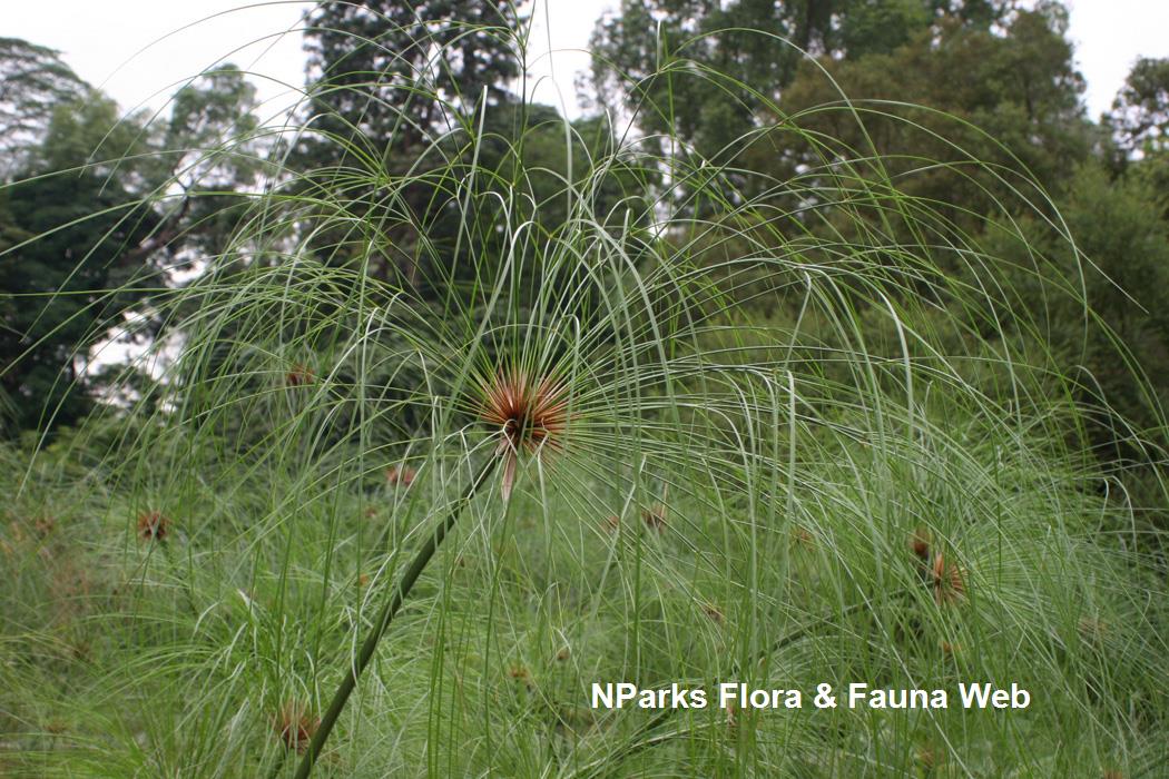 Cyperus_papyrus_Vicky_Lim_Yen_Ngoh_1
