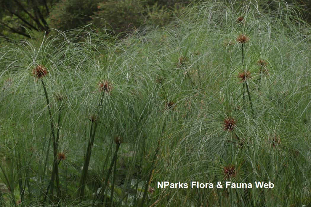 Cyperus_papyrus_Vicky_Lim_Yen_Ngoh_2