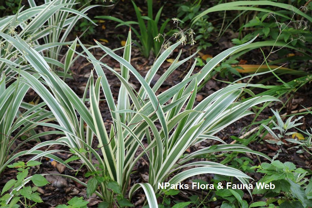 Dianella_tasmanica_Variegata_Jennie_Tang_1rs