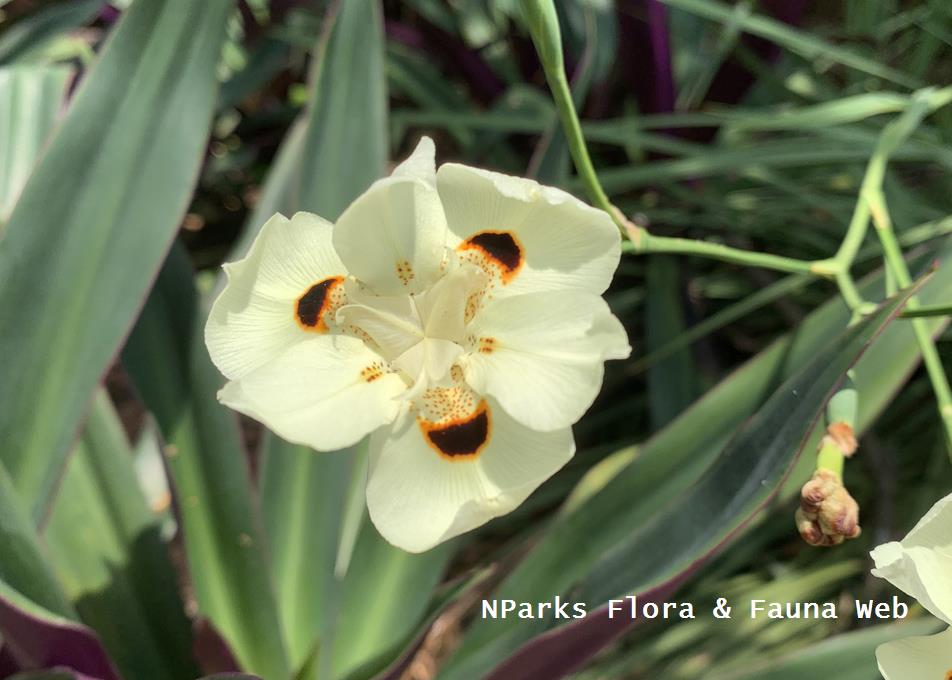 Dietes bicolor_Low Wei Teng