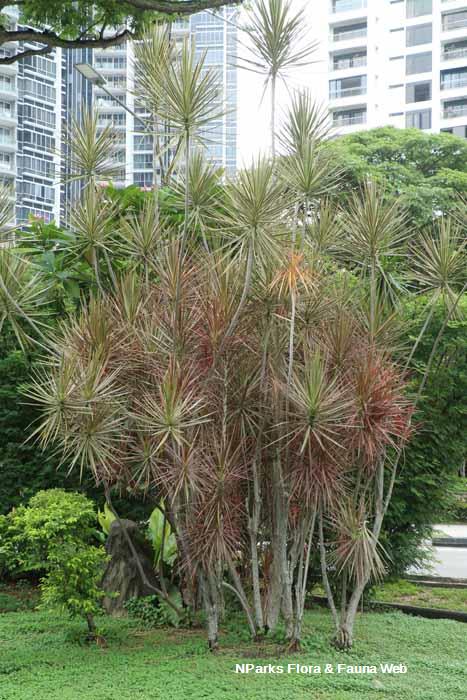 Dracaena reflexa var angustifolia Tricolor