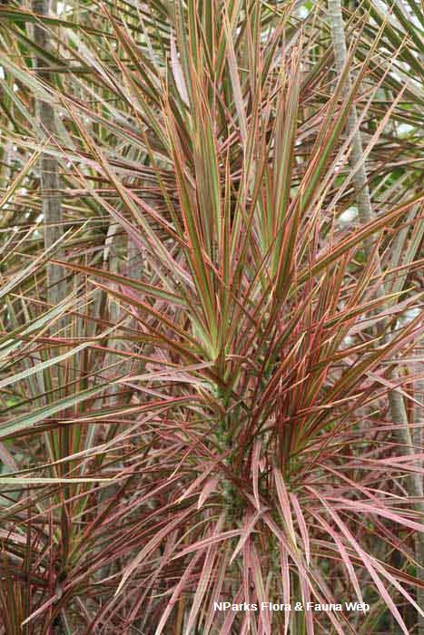 Dracaena reflexa var angustifolia Tricolor