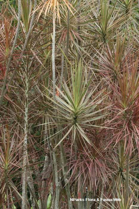 Dracaena reflexa var angustifolia Tricolor