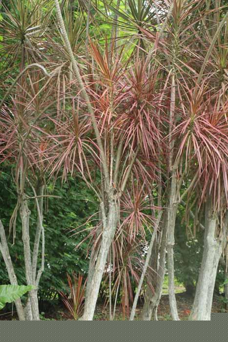 Dracaena reflexa var angustifolia Tricolor