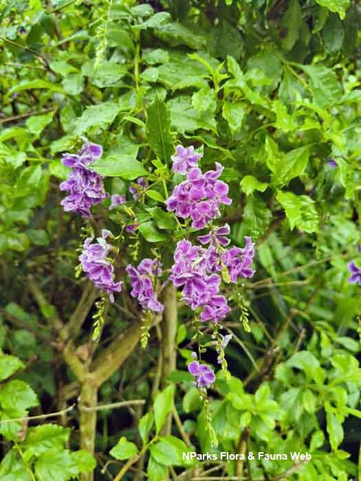 Duranta cultivar