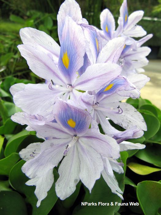 Pontederia_crassipes_Vicky_Lim_Yen_Ngoh_1