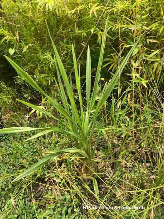 Eulophia graminea