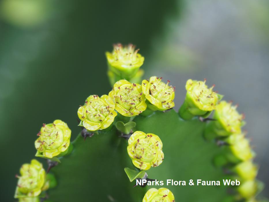 Euphorbia antiquorum Jessica Teo 1