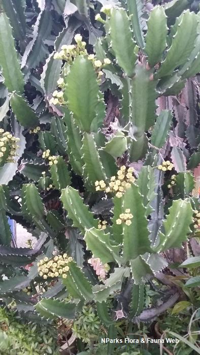 Euphorbia antiquorum Soh Weijing