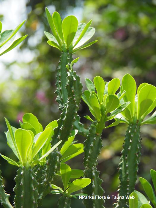 Euphorbia neriifolia Jessica Teo