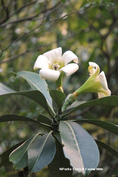 Fagraea auriculata