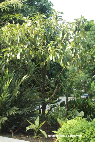Fagraea auriculata