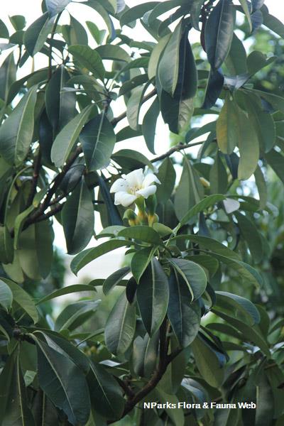 Fagraea auriculata
