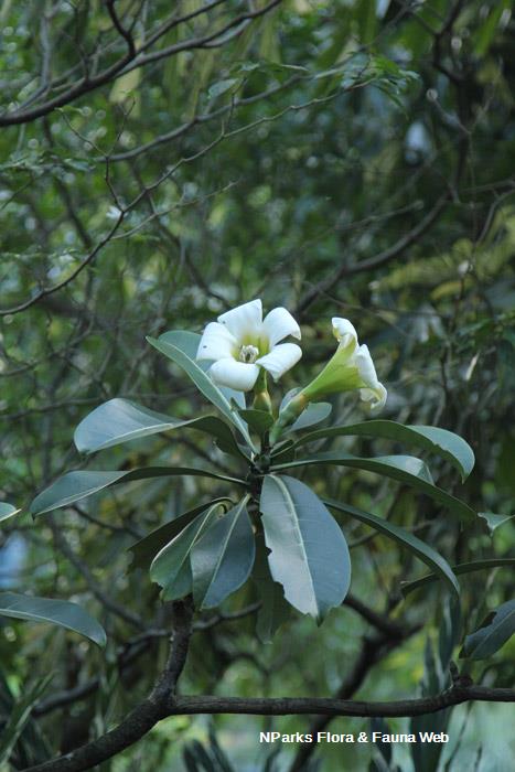 Fagraea auriculata
