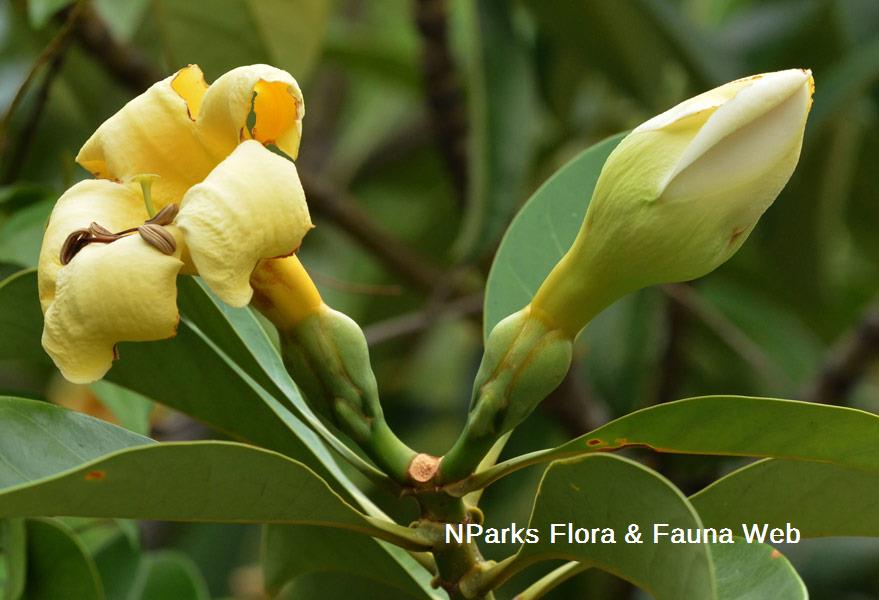 Fagraea auriculata