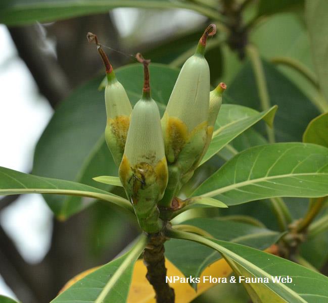 Fagraea auriculata