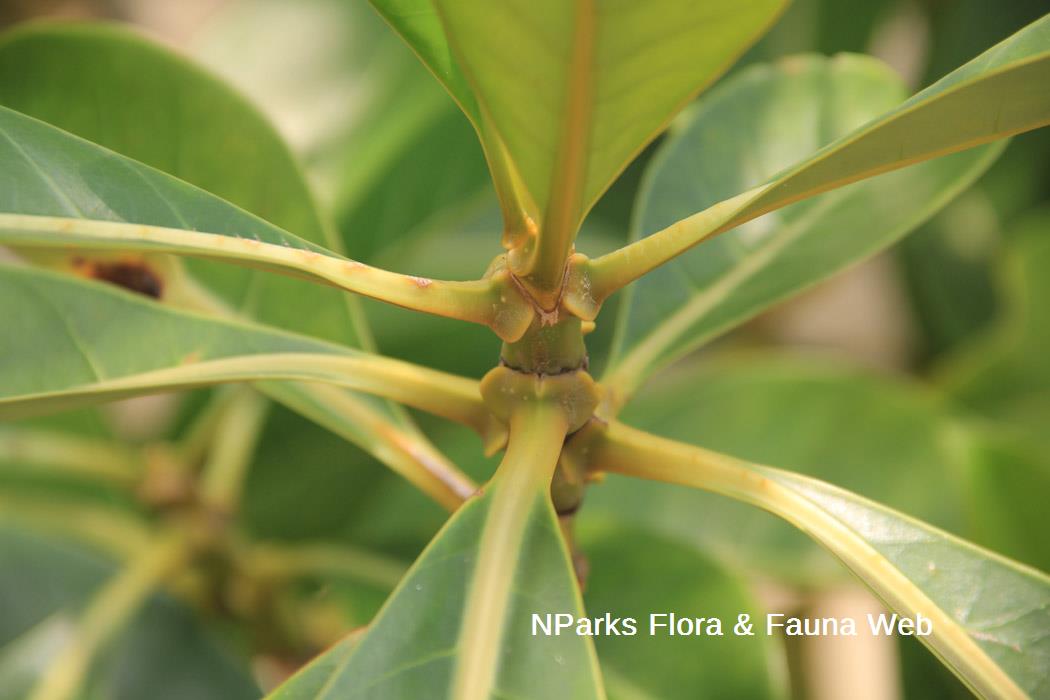 Fagraea auriculata