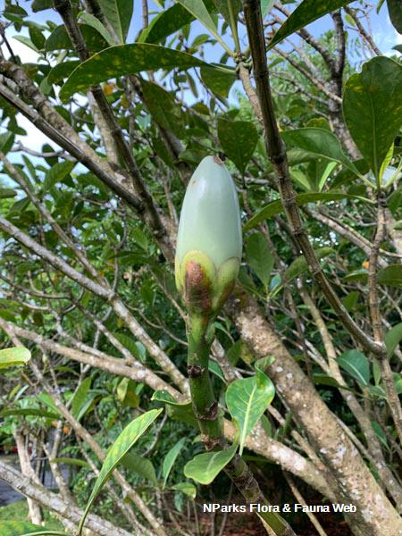Fagraea auriculata