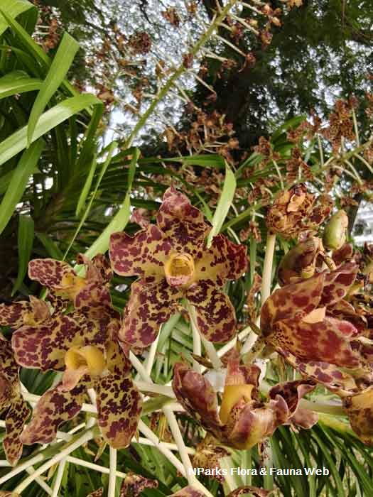 Grammatophyllum speciosum