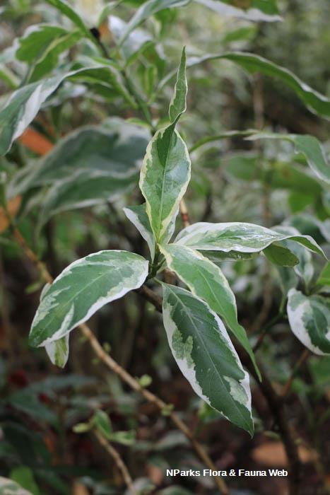 Graptophyllum pictum Album Variegatum