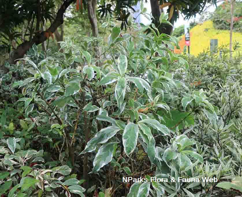 Graptophyllum pictum Album Variegatum