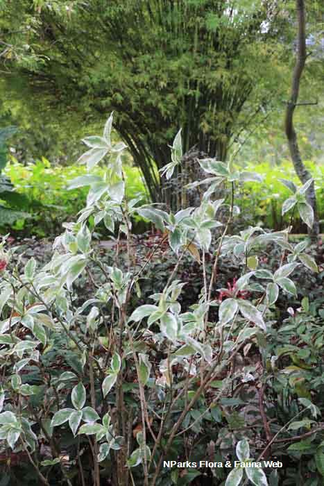 Graptophyllum pictum Album Variegatum