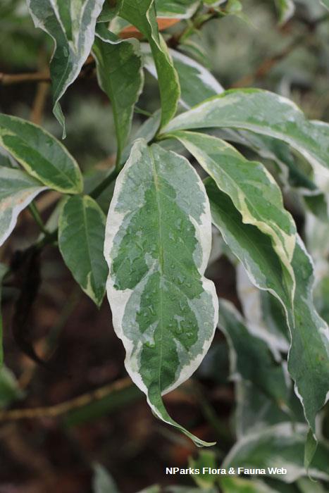 Graptophyllum pictum Album Variegatum