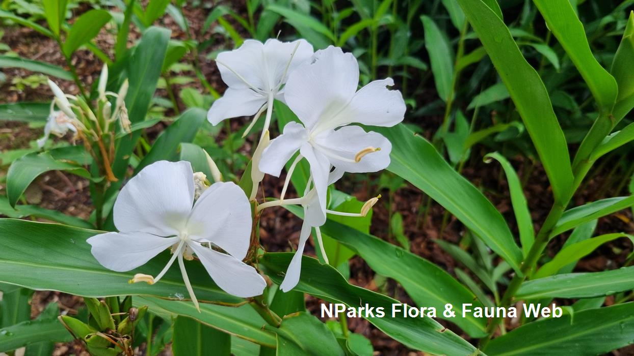 Hedychium coronarium