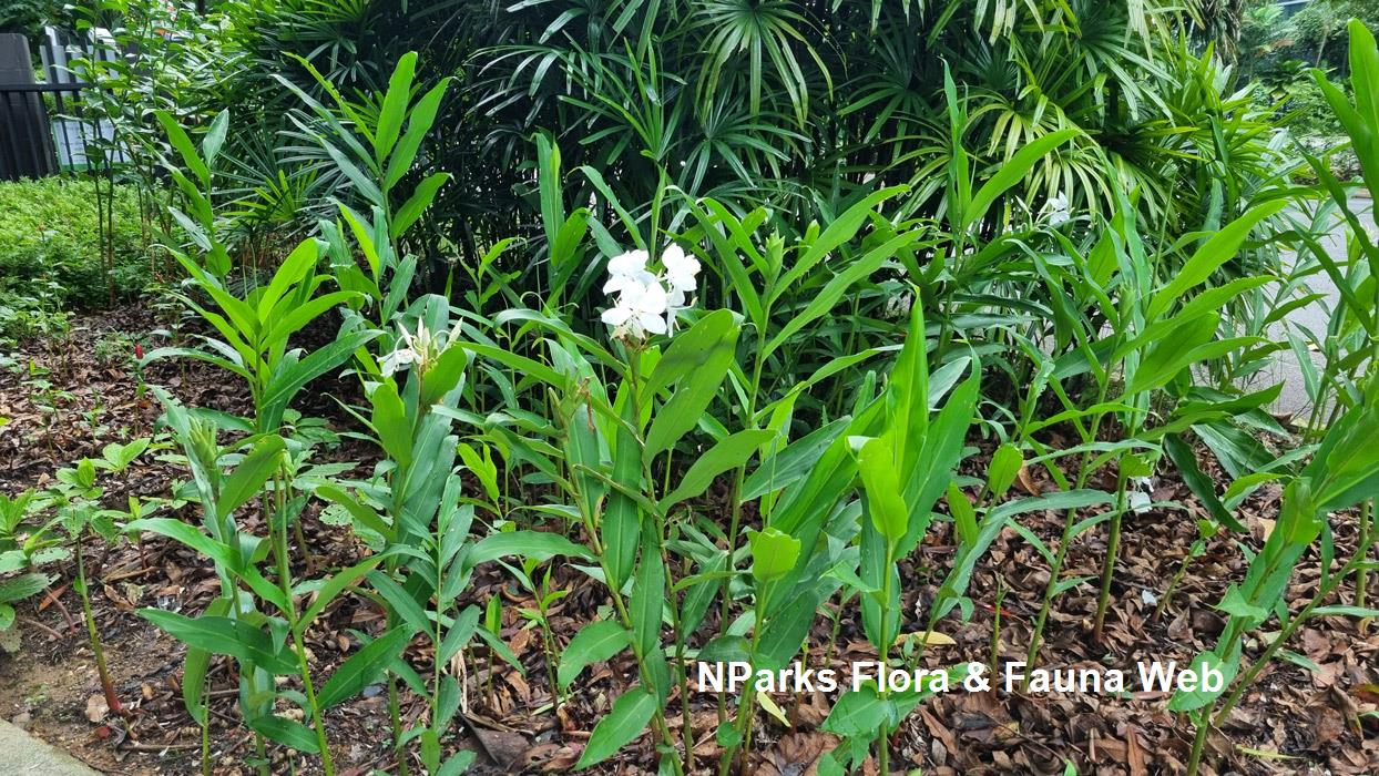 Hedychium coronarium discount