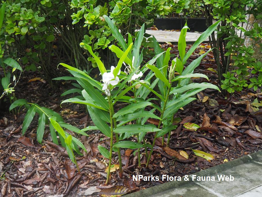White sales ginger lily