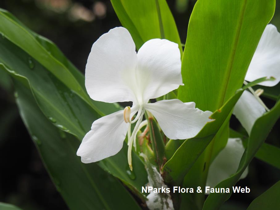Hedychium coronarium outlet