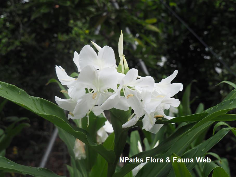 Hedychium coronarium_Jessica Teo