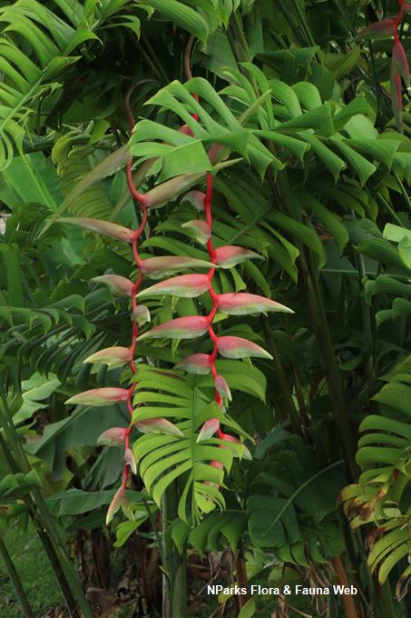 Heliconia chartacea 'Sexy Pink'_Low Wei Teng