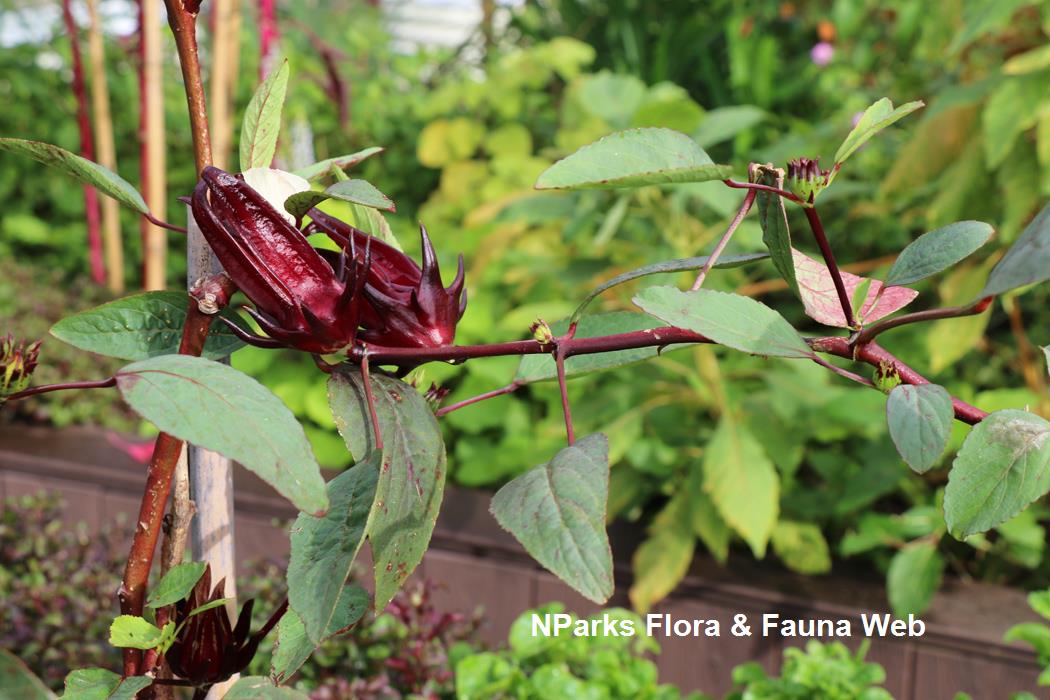 Roselle : Hibiscus sabdariffa