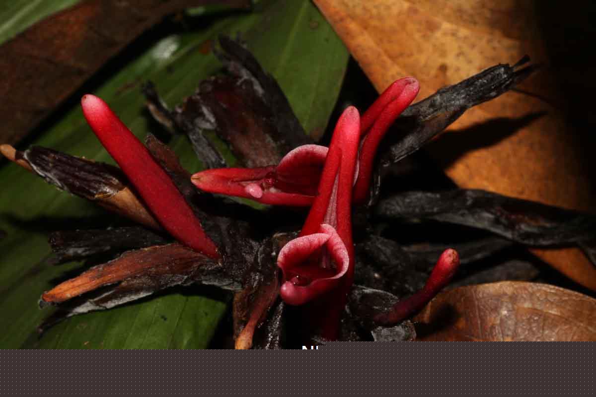 Hornstedtia leonurus