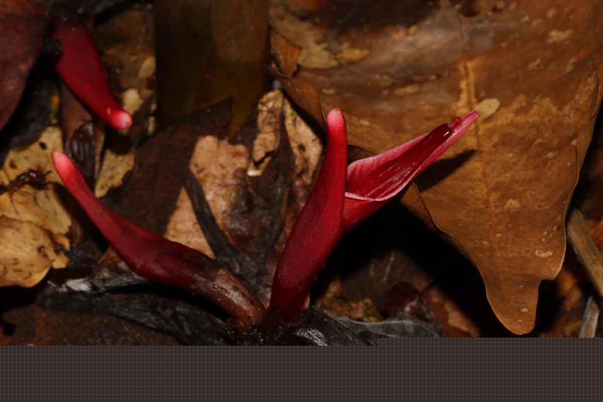 Hornstedtia leonurus