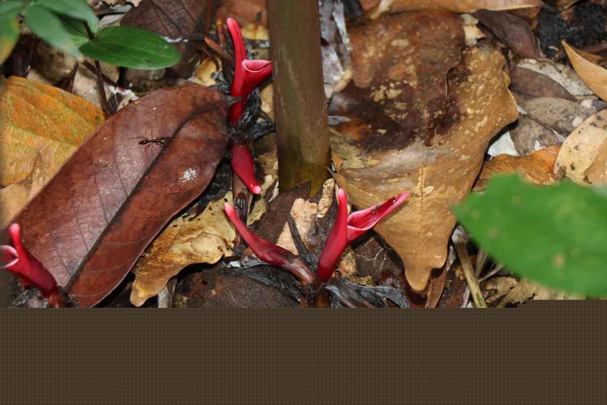 Hornstedtia leonurus