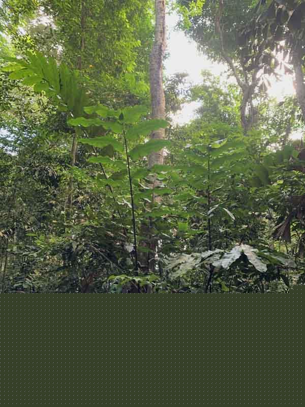 Hornstedtia leonurus