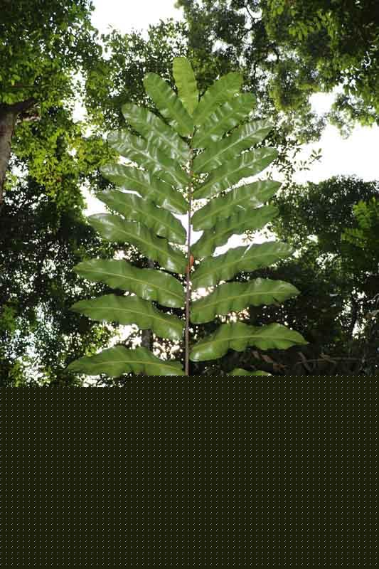 Hornstedtia leonurus