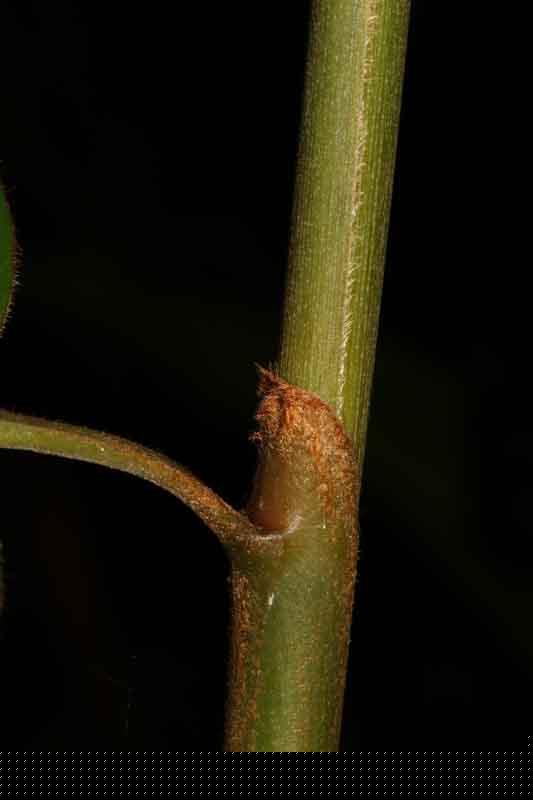 Hornstedtia leonurus